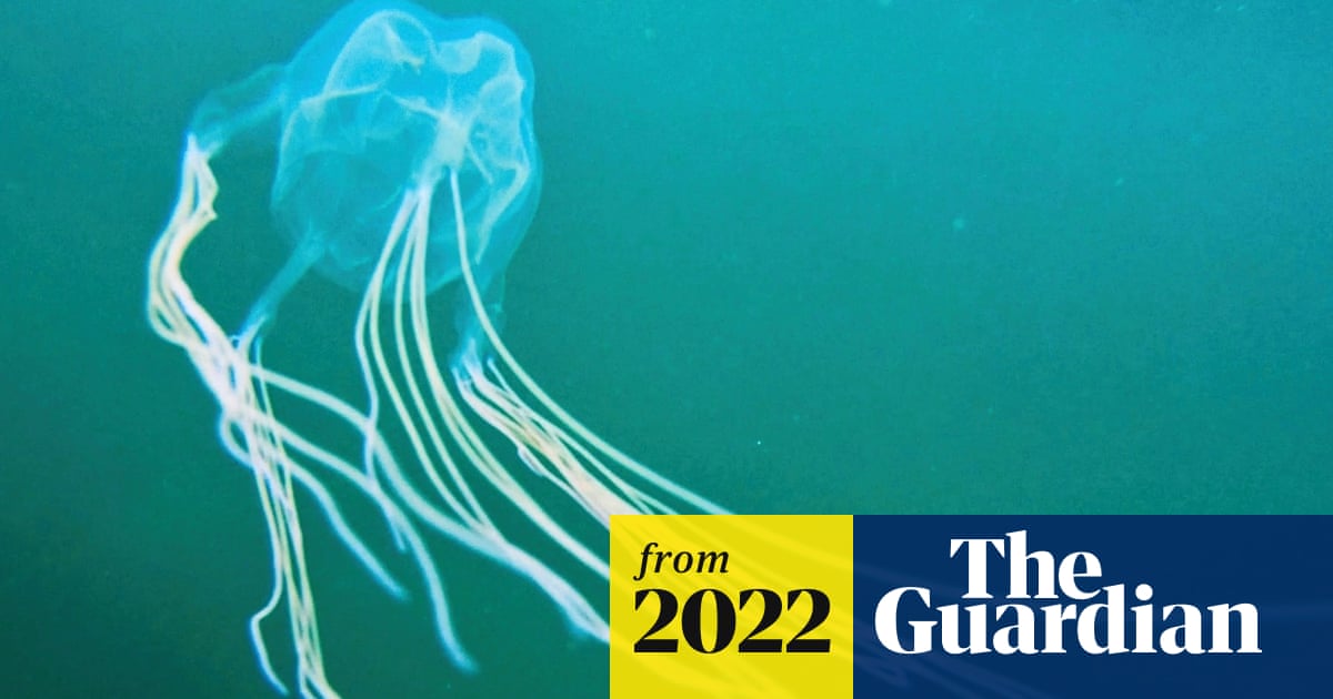 Mystery box jellyfish spotted in Sydney waters may be an entirely new species, expert says | Sydney | The Guardian Mystery box jellyfish spotted in Sydney waters may be an entirely new species, expert says | Sydney | The Guardian