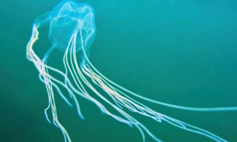airaconge box jelly fish Mystery box jellyfish spotted in Sydney waters may be an entirely new species, expert says | Sydney