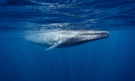 Mirissa blue whales