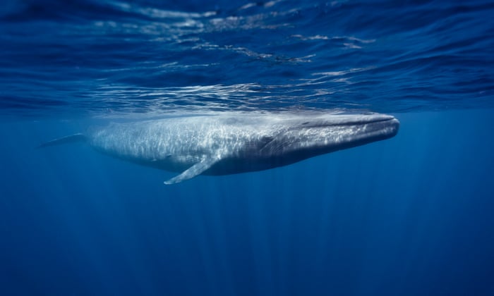 Underwater With Sri Lanka S Sperm Whales In Pictures