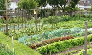 Allotments in Finchley, London