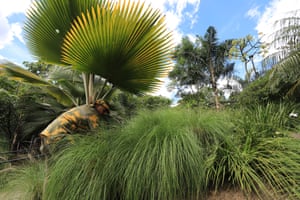 Gardener attending plants in Parque Prado in Medellín