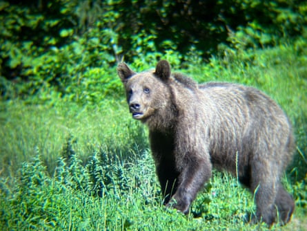 A large bear looks towards the camera.