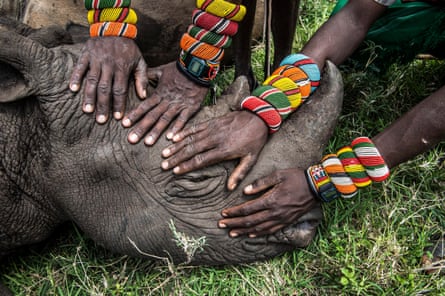 Samburu warriors touch Kilifi, an orphaned black rhino, in Kenya, 2014