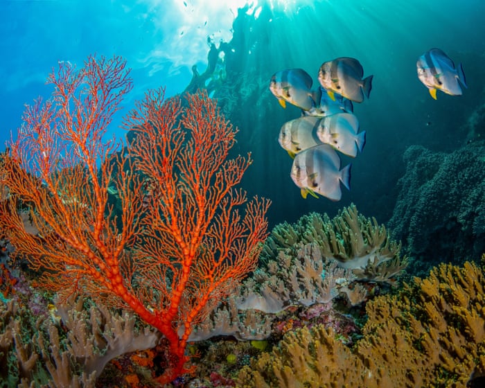 Public strongly backs aim of 30% of land and sea set aside for nature, poll finds