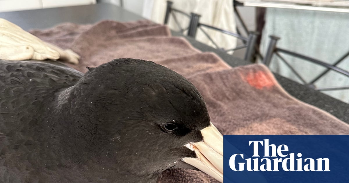 Brown skuas and giant petrels rarely make landfall. When they were found in WA, scientists feared ‘bad news’ for wildlife