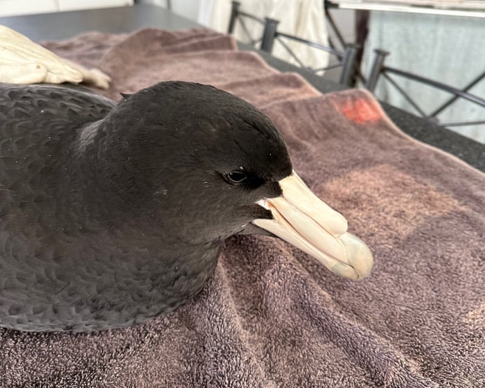 Brown skuas and giant petrels rarely make landfall. When they were found in WA, scientists feared ‘bad news’ for wildlife