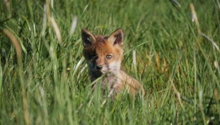 A fox cub keeps watch among the long grass