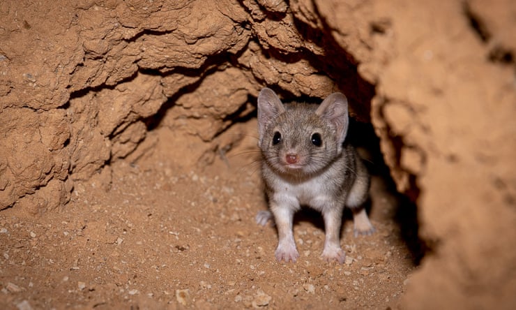 Carnivorous marsupials, cryptic birds and feral cats: wildlife cameras capture life on a Queensland cattle station Carnivorous marsupials, cryptic birds and feral cats: wildlife cameras capture life on a Queensland cattle station