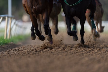 Horses legs and hooves on an all-weather race track