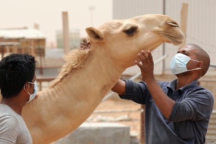 An Indian worker wears a mouth and nose mask as he touches a camel at his Saudi employer’s farm outside Riyadh.