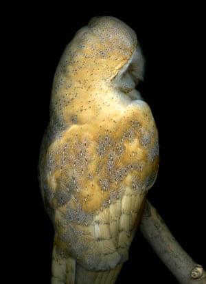 Image result for barn owl dracup