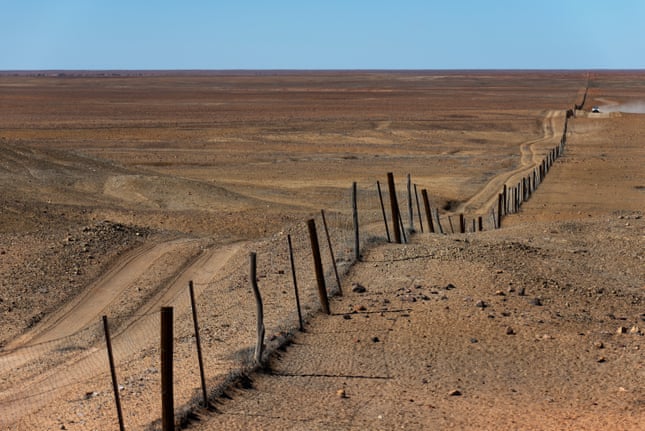 The dingo fence near Coober Pedy, built in the 1880s and extending for 5,600km. Photograph: Krzysztof Dydynski/Getty Images