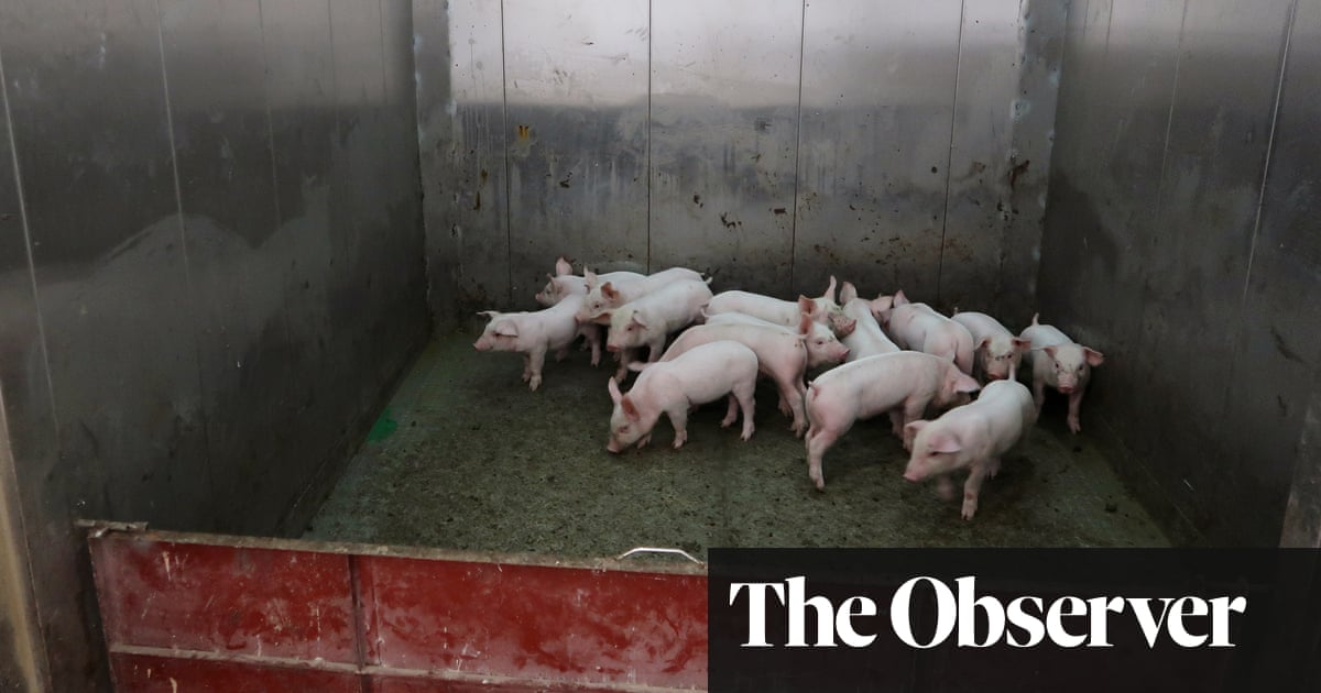 World Bank’s funding of ‘hog hotel’ factory farms under fire over climate effect | World Bank