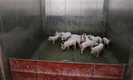 World Bank’s funding of ‘hog hotel’ factory farms under fire over climate effect