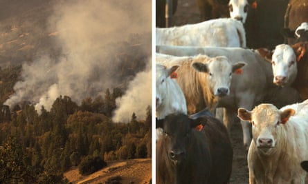 Fires supercharged grass growth, providing food for cows and helping cash-strapped cowboys.