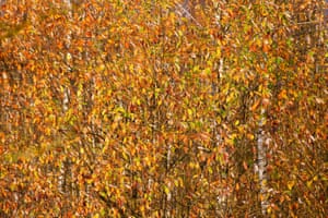 Autumn colours of foliage on birch trees in the outskirts of Minsk, Belarus