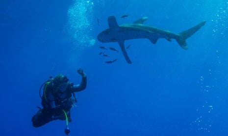 An oceanic checking out a diver.