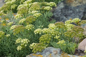 Rock samphire, Crithmum maritimum, in flower