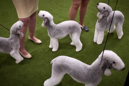 A group of cartoon-like bedlington terriers at the annual Westminster Kennel Club Dog Show in New York