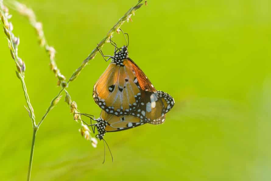 Tawny coster butterflies