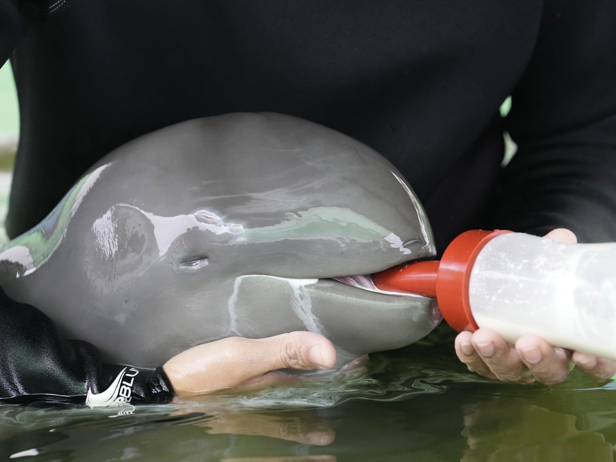 Dolphin Calf Being Nursed Back To Health After Almost Drowning In Thailand Thailand The Guardian Dolphin Calf Being Nursed Back To Health After Almost Drowning In Thailand Thailand The Guardian