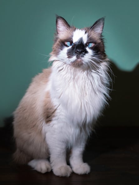A fluffy, long-haired light brown and white cat with blue eyes which both point inward.