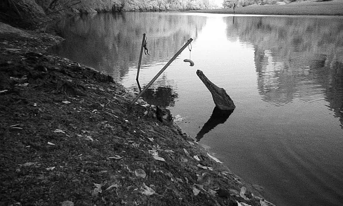 A crocodile emerging from water