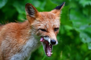 A fox  licks its chops on Russky Island off the coast of Primorsky Krai, Russia