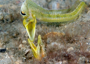 Two male blennies - bottom-dwelling fish - in a territorial fight over a nearby female. Nominee: Collective Portfolio award