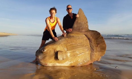 Giant sunfish washes up on Australian beach: 'I thought it was a shipwreck', Fish
