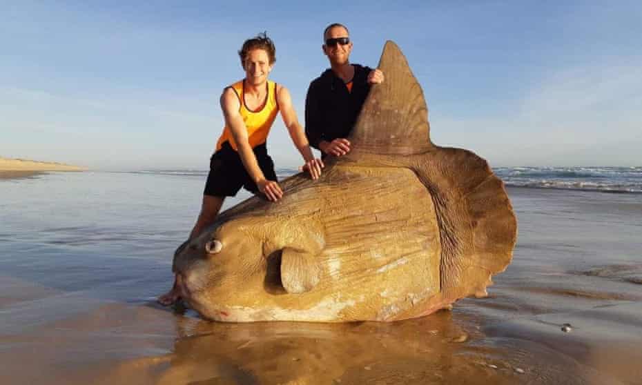 The giant sunfish that was found at the mouth of the Murray River, South Australia, over the weekend. 