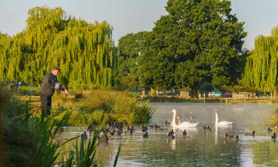A Man feeding swans, coots and various other birds in Bushy Park