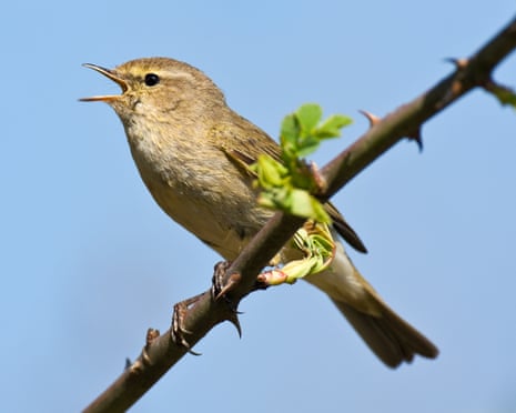Birdsong data from Merlin ID app to help global biodiversity project Birdsong data from Merlin ID app to help global biodiversity project
