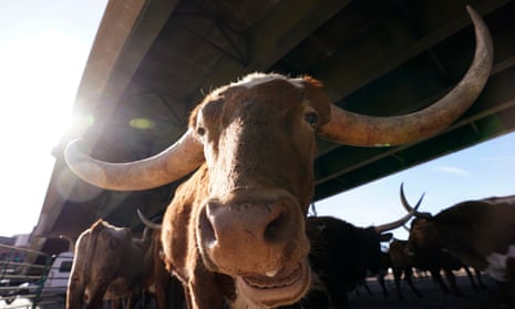 A Texas Longhorn steer in Denver, Colorado. 