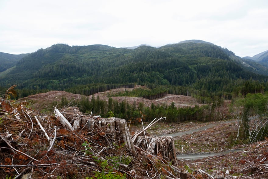 A series of clearcuts are seen on a mountain side near the Fairy Creek watershed on southern Vancouver Island.
