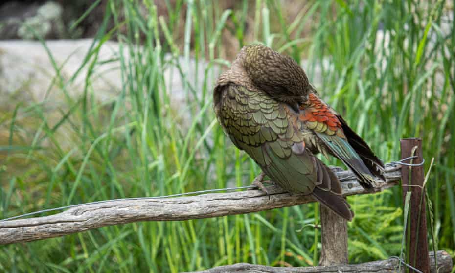 Bruce the parrot preening himself