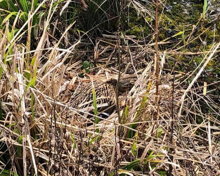 A female mallard on her nest, camouflaged in the reeds