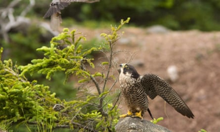 A peregrine falcon in the Bay of Fundy, Canada. With its rebounding population, the bird is one of Canada’s success stories.
