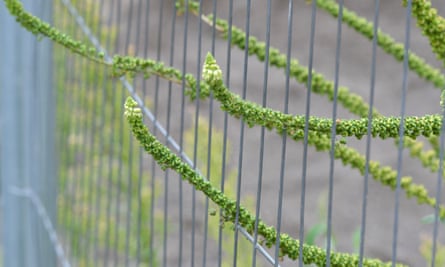 ‘Poking through the wire mesh is weld, with long, slender spires of lime green.’