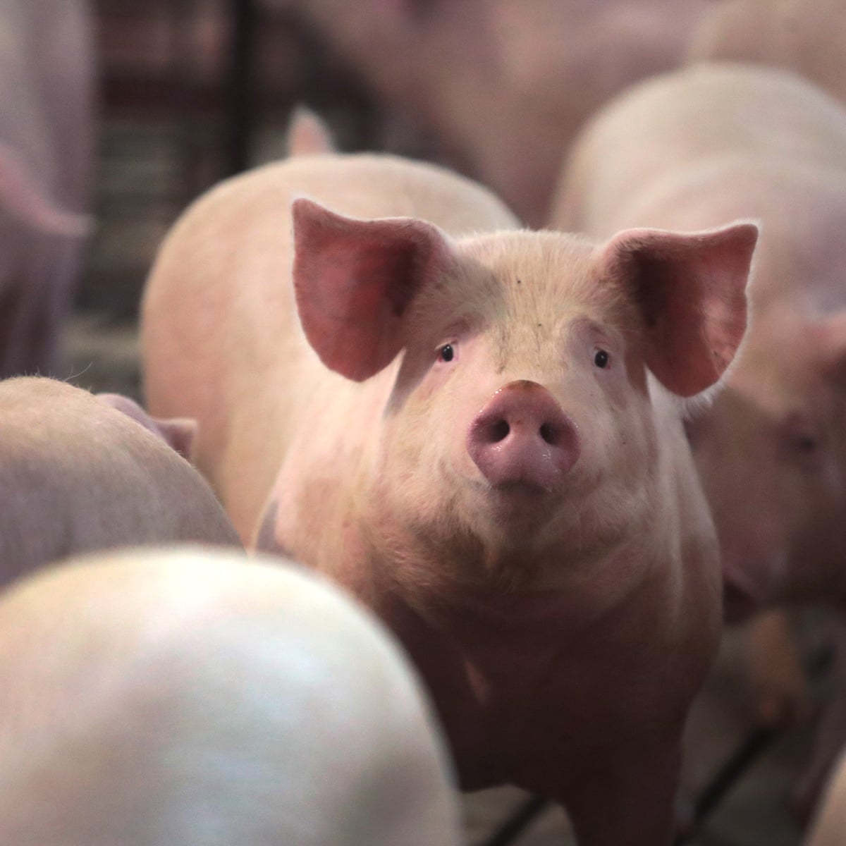 Millions Of Us Farm Animals To Be Culled By Suffocation