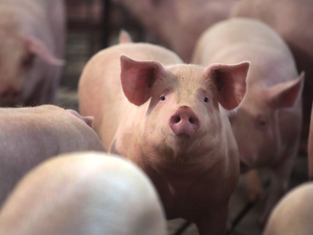 Millions Of Us Farm Animals To Be Culled By Suffocation Drowning And Shooting Environment The Guardian