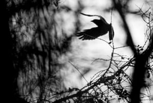 RSPCA Young Photographer Awards 2016, portfolio category winner: Jackdaw by Mairi Eyres