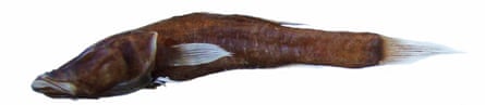 Typhleotris marybe, a cave-dwelling fish from Madagascar