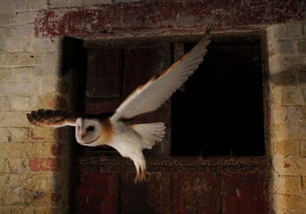 Barn owl captured at night in the Croydon area