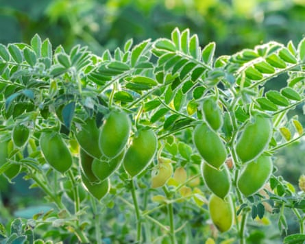 Chickpeas ripening in the field