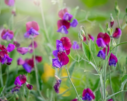 Lathyrus odoratus ‘Matucana’ Sweet pea Matucana scented summer flowers