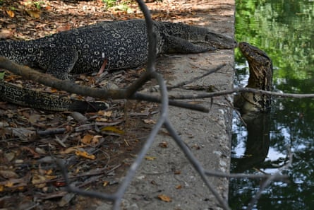 A water monitor lizard climbs out of a canal on to a path