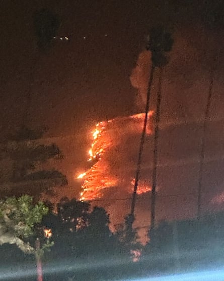 line of flames behind trees