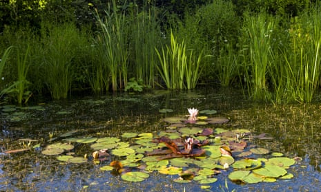 Bennett captures an enchanting world in Pond